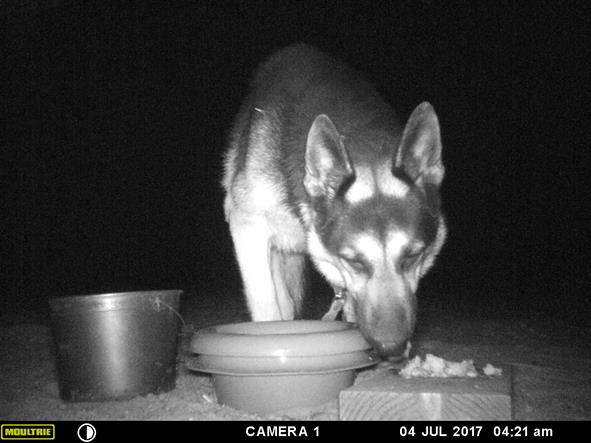 MOULTRIE DIGITAL GAME CAMERA